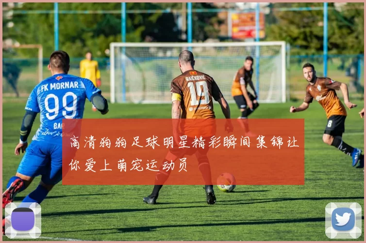 高清狗狗足球明星精彩瞬间集锦让你爱上萌宠运动员